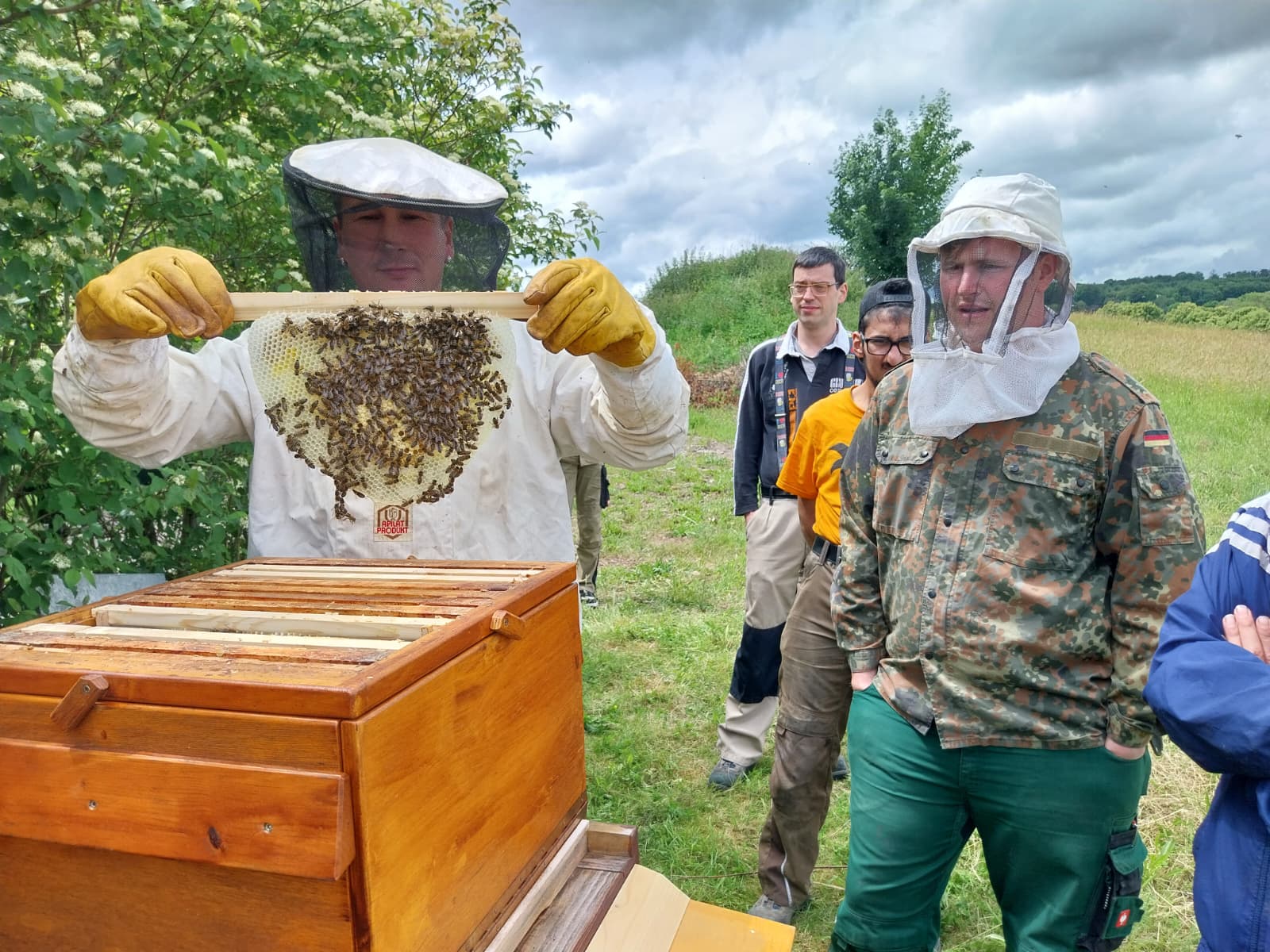 Bienenschwarm findet neues Zuhause bei Kompass Leben e.V.